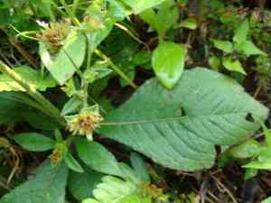 Soft elephantsfoot(Elephantopus mollis)