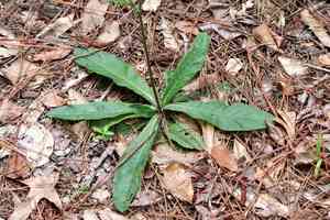 Smooth elephant's foot(Elephantopus nudatus)