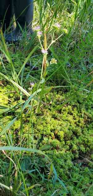 Smooth elephant's foot(Elephantopus nudatus)
