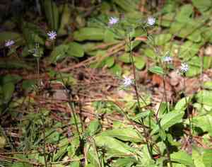 Smooth elephant's foot(Elephantopus nudatus)