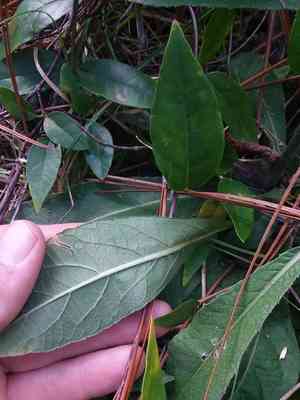 Smooth elephant's foot(Elephantopus nudatus)