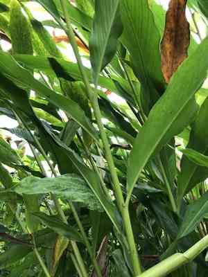 Cardamom(Elettaria cardamomum)