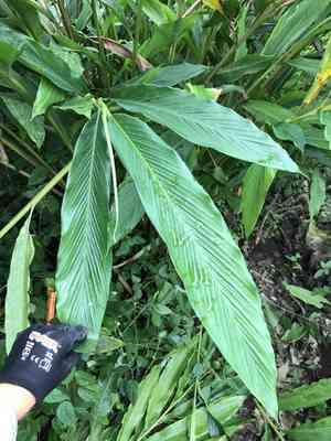 Cardamom(Elettaria cardamomum)