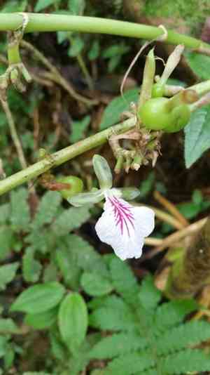Cardamom(Elettaria cardamomum)
