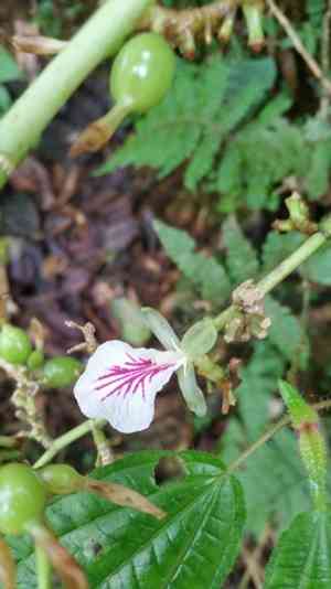 Cardamom(Elettaria cardamomum)