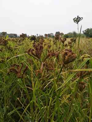 African finger millet(Eleusine coracana)
