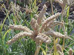 African finger millet(Eleusine coracana)