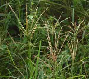 Goosegrass(Eleusine indica)