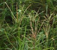 Feng Shui For Goosegrass Complete Guide ForwardPlant