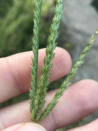 Goosegrass(Eleusine indica)