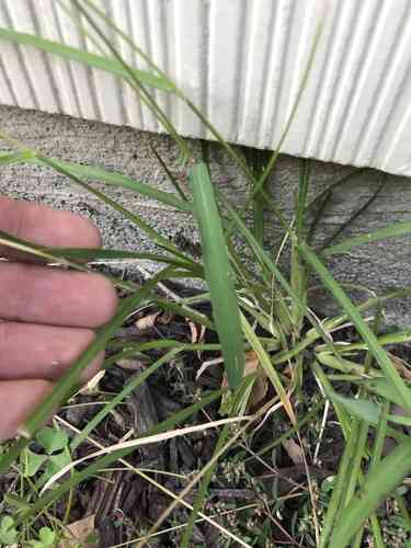 Goosegrass(Eleusine indica)