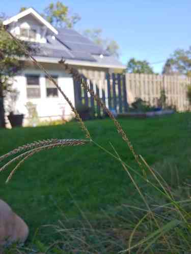 Goosegrass(Eleusine indica)