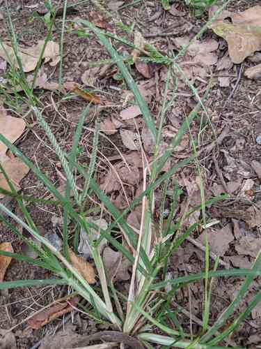 Goosegrass(Eleusine indica)