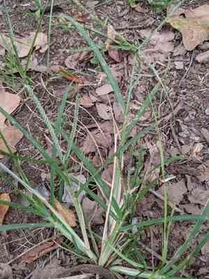 Goosegrass(Eleusine indica)