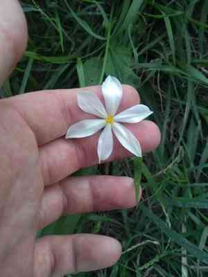 Lagrimas de la virgen(Eleutherine bulbosa)