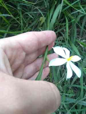 Lagrimas de la virgen(Eleutherine bulbosa)