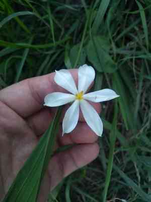 Lagrimas de la virgen(Eleutherine bulbosa)