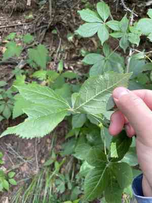 Siberian ginseng(Eleutherococcus senticosus)