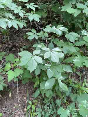 Siberian ginseng(Eleutherococcus senticosus)