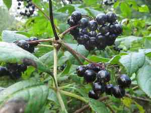 Siberian ginseng(Eleutherococcus senticosus)