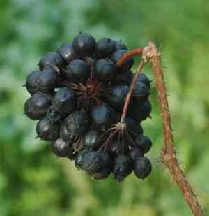 Siberian ginseng(Eleutherococcus senticosus)