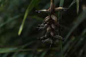 Tiger orchid (Elleanthus)(Elleanthus)
