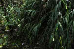Tiger orchid (Elleanthus)(Elleanthus)