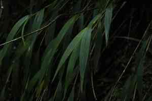Tiger orchid (Elleanthus)(Elleanthus)