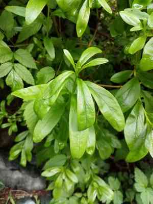 Copperbush(Elliottia pyroliflora)