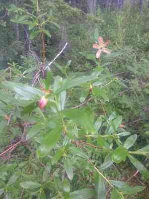 Copperbush(Elliottia pyroliflora)