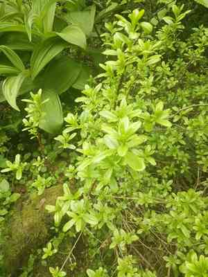 Copperbush(Elliottia pyroliflora)