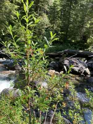 Copperbush(Elliottia pyroliflora)