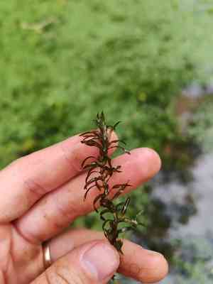 Western waterweed(Elodea nuttallii)