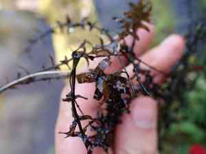 Western waterweed(Elodea nuttallii)