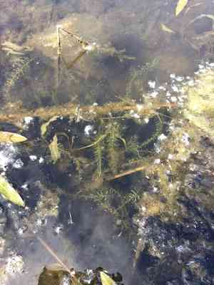 Western waterweed(Elodea nuttallii)
