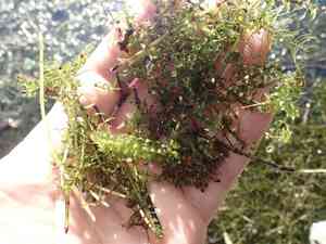 Western waterweed(Elodea nuttallii)