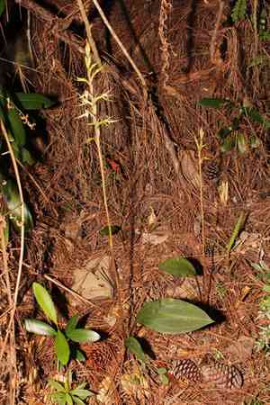 Longclaw orchid(Eltroplectris calcarata)