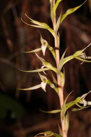 Longclaw orchid(Eltroplectris calcarata)