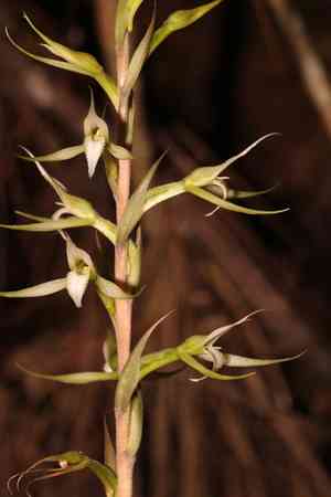 Longclaw orchid(Eltroplectris calcarata)