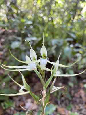 Longclaw orchid(Eltroplectris calcarata)