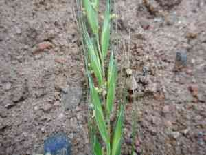 Awned wheat grass(Elymus caninus)
