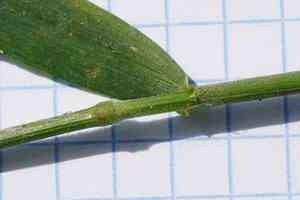 Awned wheat grass(Elymus caninus)