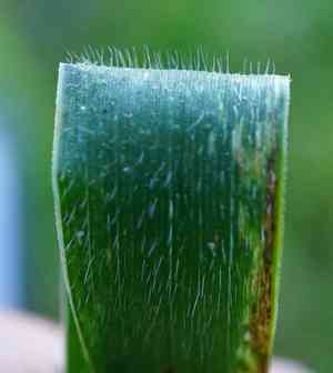 Awned wheat grass(Elymus caninus)