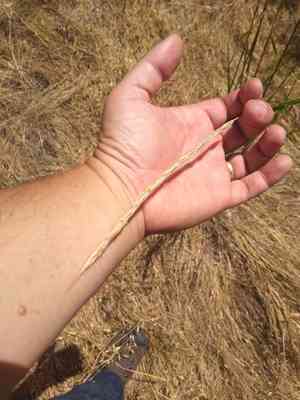 Blue wild rye(Elymus glaucus)