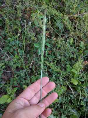 Blue wild rye(Elymus glaucus)