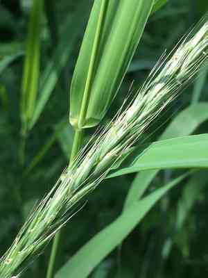 Blue wild rye(Elymus glaucus)