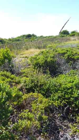 Blue wild rye(Elymus glaucus)