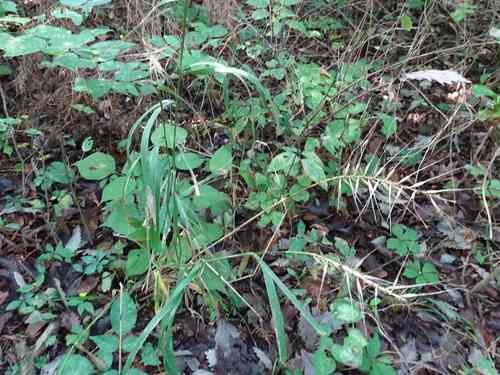 Eastern bottle-brush grass(Elymus hystrix)