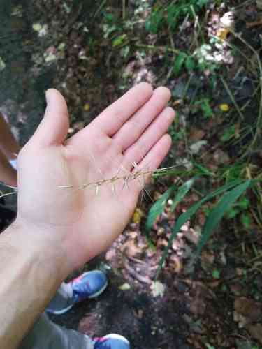 Eastern bottle-brush grass(Elymus hystrix)