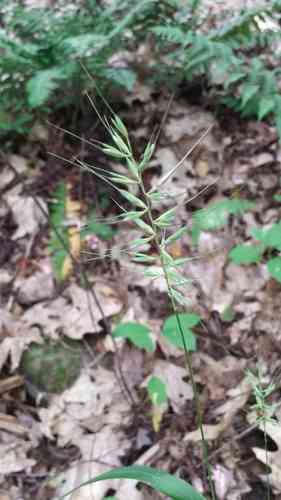Eastern bottle-brush grass(Elymus hystrix)